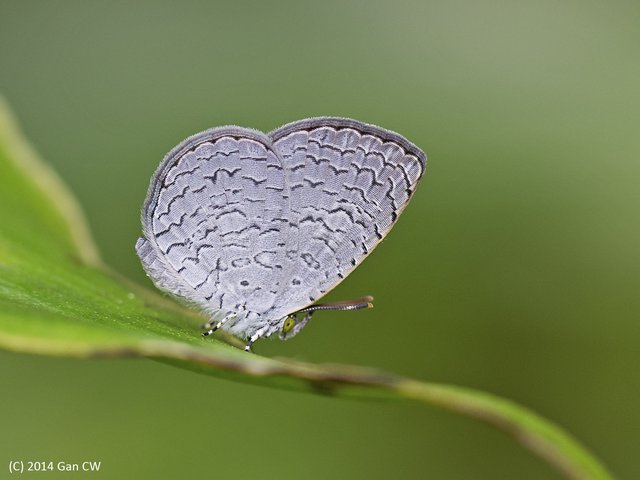 Spalgis epius epius•&copy; Gan Cheong Weei•CC BY-NC 4.0