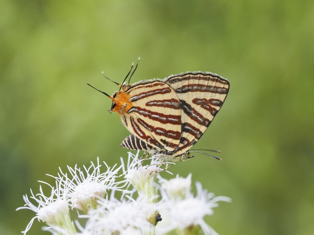 Spindasis lohita senama•&copy; Gan Cheong Weei•CC BY-NC 4.0