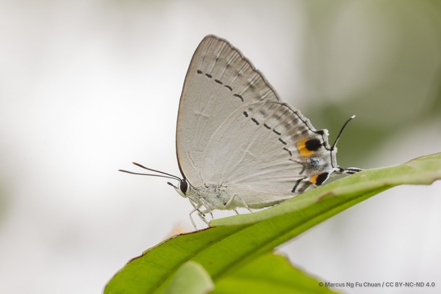 Tajuria cippus maxentius•&copy; Marcus Ng Fu Chuan•CC BY-NC-ND 4.0