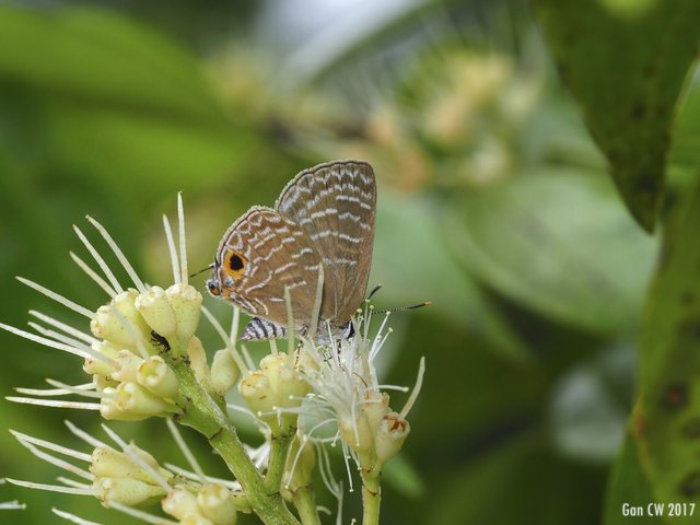 Virachola kessuma deliochus•&copy; Gan Cheong Weei•CC BY-NC 4.0