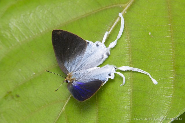 Zeltus amasa maximinianus•&copy; Marcus Ng Fu Chuan•CC BY-NC-ND 4.0