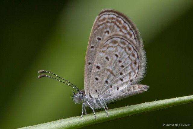 Zizula hylax pygmaea•&copy; Marcus Ng Fu Chuan•All Rights Reserved