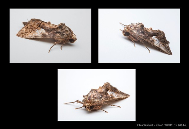 Aedia leucomelas•&copy; Marcus Ng Fu Chuan•CC BY-NC-ND 4.0