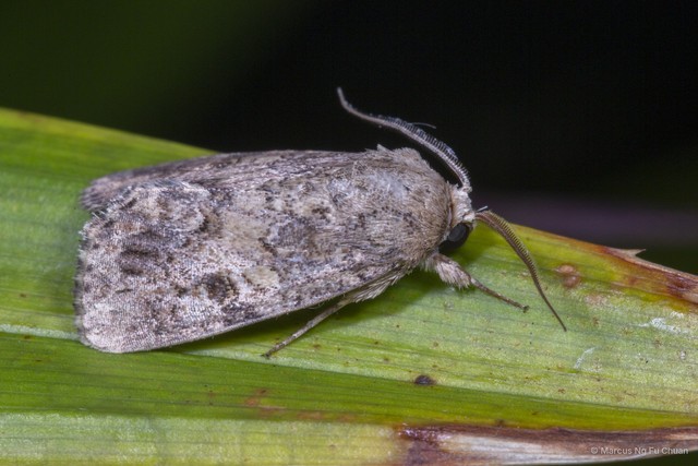 Agrotis segetum•&copy; Marcus Ng Fu Chuan•All Rights Reserved