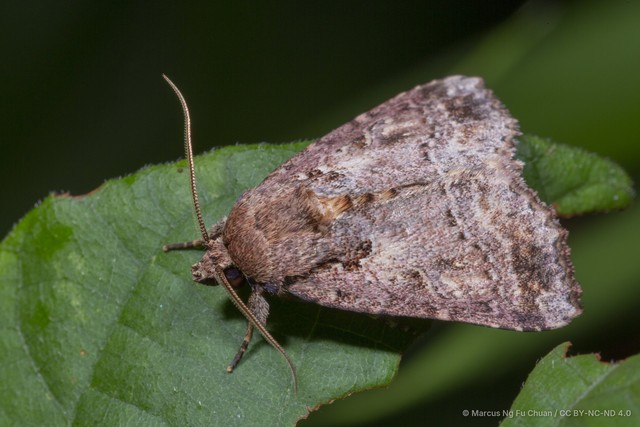 Callopistria emiliusalis•&copy; Marcus Ng Fu Chuan•CC BY-NC-ND 4.0
