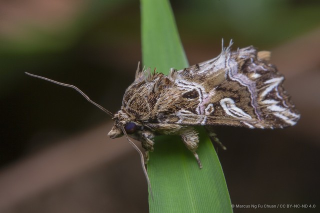 Callopistria exotica•&copy; Marcus Ng Fu Chuan•CC BY-NC-ND 4.0