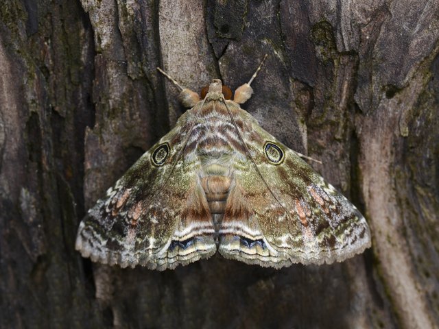 Cyclodes omma•&copy; Gan Cheong Weei•CC BY-NC 4.0