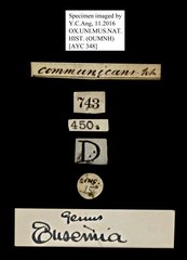 Episteme vetula•All Rights ReservedMuseum Label