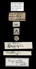 Longicella mollis•All Rights ReservedMuseum Label