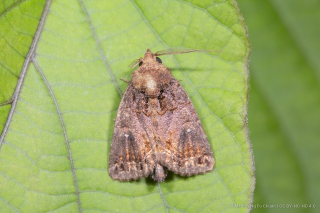 Mosara apicalis•&copy; Marcus Ng Fu Chuan•CC BY-NC-ND 4.0