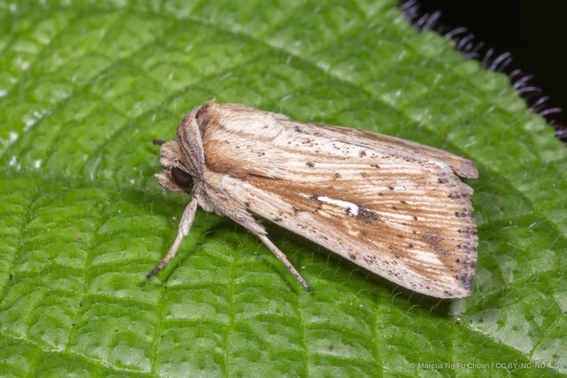 Mythimna (Hyphilare) decisissima•&copy; Marcus Ng Fu Chuan•CC BY-NC-ND 4.0