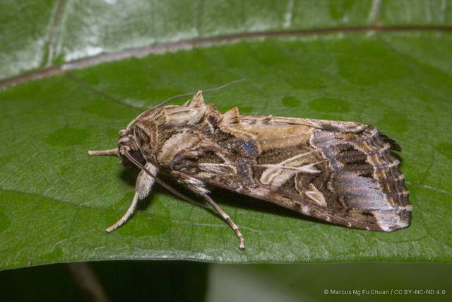 Spodoptera litura•&copy; Marcus Ng Fu Chuan•CC BY-NC-ND 4.0