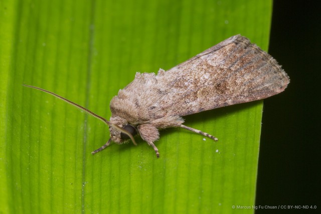Spodoptera pecten•&copy; Marcus Ng Fu Chuan•CC BY-NC-ND 4.0