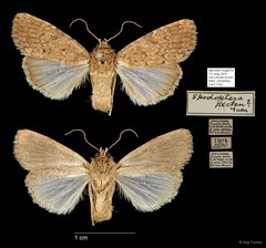 Spodoptera pecten•&copy; Ang Yuchen•All Rights Reserved