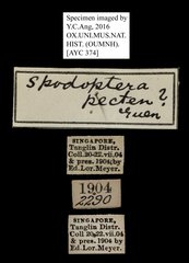 Spodoptera pecten•All Rights ReservedMuseum Label