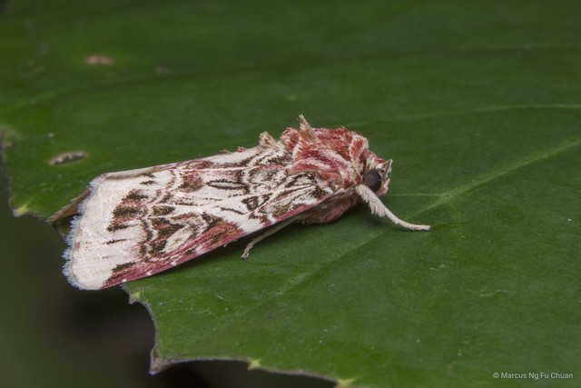 Spodoptera picta•&copy; Marcus Ng Fu Chuan•All Rights Reserved