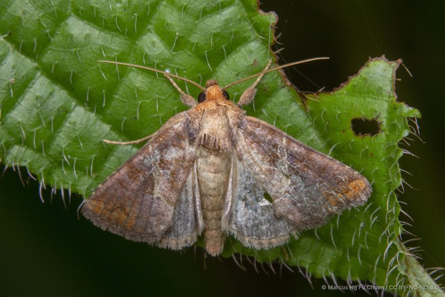 Zonoplusia ochreata•&copy; Marcus Ng Fu Chuan•CC BY-NC-ND 4.0