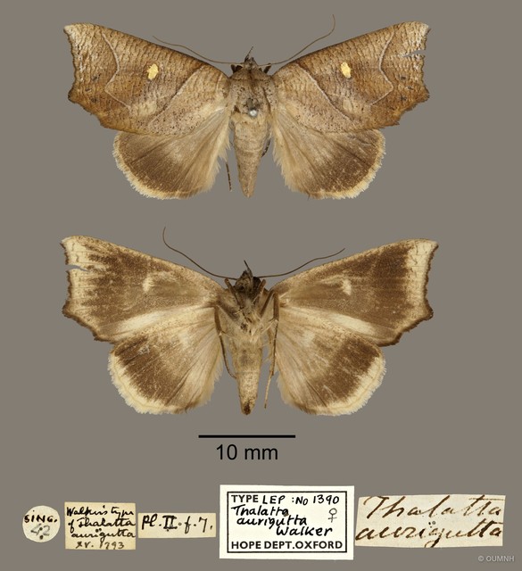 Pterogonia aurigutta•&copy; OUMNH•All Rights Reserved