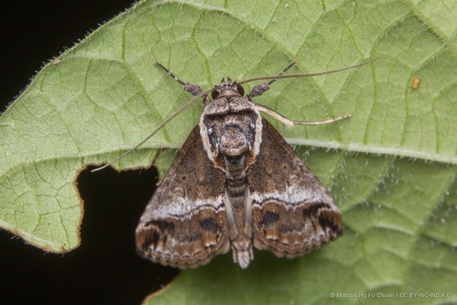 Risoba obscurivialis•&copy; Marcus Ng Fu Chuan•CC BY-NC-ND 4.0