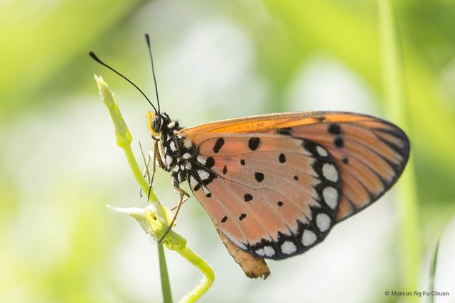 Acraea terpsicore•&copy; Marcus Ng Fu Chuan•All Rights Reserved