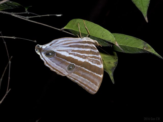 Amathusia friderici•&copy; Gan Cheong Weei•CC BY-NC 4.0