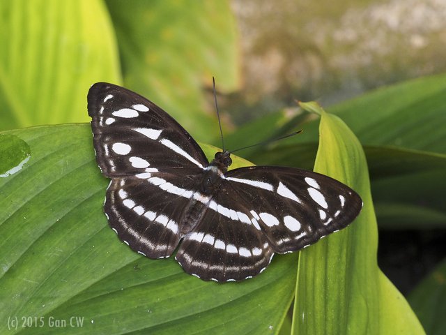 Athyma kanwa kanwa•&copy; Gan Cheong Weei•CC BY-NC 4.0