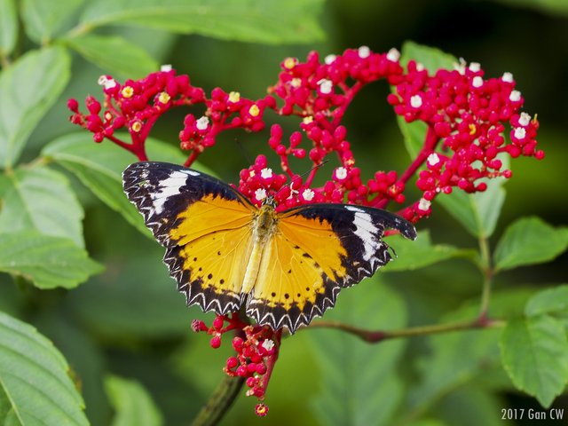 Cethosia cyane•&copy; Gan Cheong Weei•CC BY-NC 4.0
