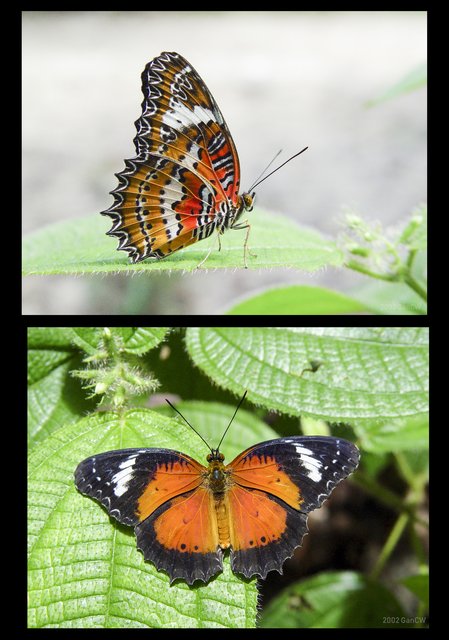 Cethosia penthesilea•&copy; Gan Cheong Weei•CC BY-NC 4.0