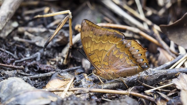 Charaxes (Charaxes) bernardus crepax•&copy; Gan Cheong Weei•CC BY-NC 4.0