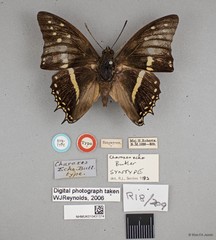 Charaxes solon echo•&copy; Wan FA Jusoh•All Rights Reserved