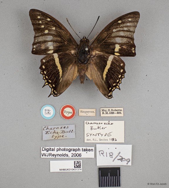 Charaxes solon echo•&copy; Wan FA Jusoh•All Rights Reserved