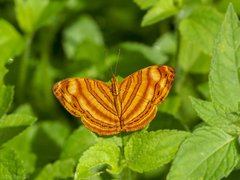 Chersonesia rahria rahria•&copy; Gan Cheong Weei•CC BY-NC 4.0