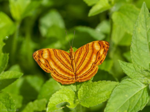 Chersonesia rahria rahria•&copy; Gan Cheong Weei•CC BY-NC 4.0