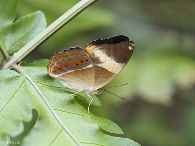 Cirrochroa orissa orissa•&copy; Gan Cheong Weei•CC BY-NC 4.0