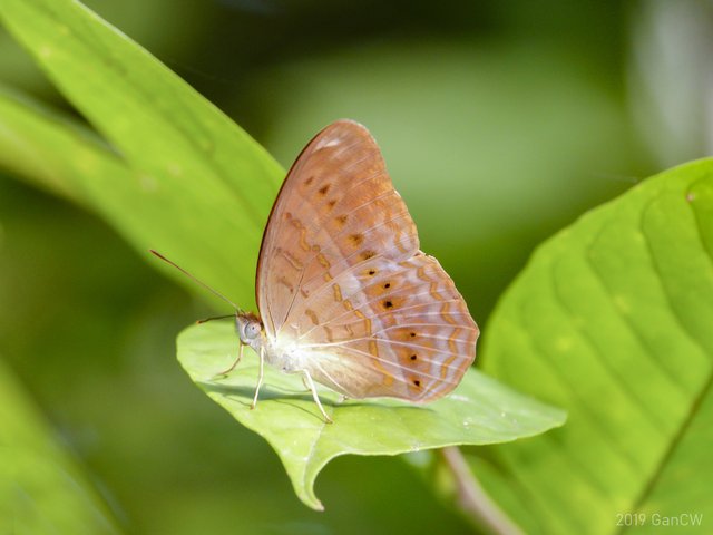 Cirrochroa tyche rotundata•&copy; Gan Cheong Weei•CC BY-NC 4.0
