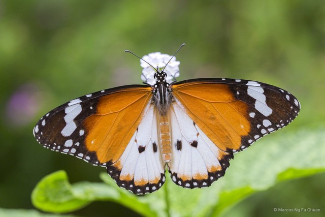 Danaus chrysippus chrysippus•&copy; Marcus Ng Fu Chuan•All Rights Reserved