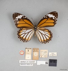 Danaus genutia genutia•&copy; Wan FA Jusoh•All Rights Reserved