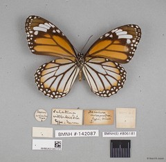 Danaus genutia genutia•&copy; Wan FA Jusoh•All Rights Reserved