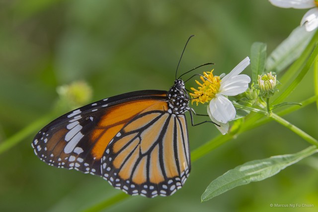 Danaus genutia genutia•&copy; Marcus Ng Fu Chuan•All Rights Reserved