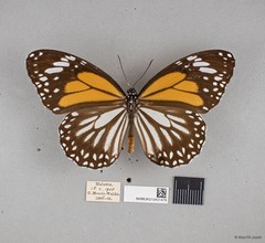 Danaus melanippus hegesippus•&copy; Wan FA Jusoh•All Rights Reserved