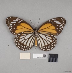 Danaus melanippus hegesippus•&copy; Wan FA Jusoh•All Rights Reserved