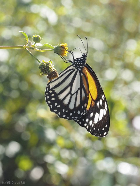Danaus melanippus hegesippus•&copy; Gan Cheong Weei•CC BY-NC 4.0