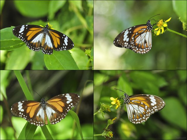 Danaus affinis malayana•&copy; Gan Cheong Weei•CC BY-NC 4.0
