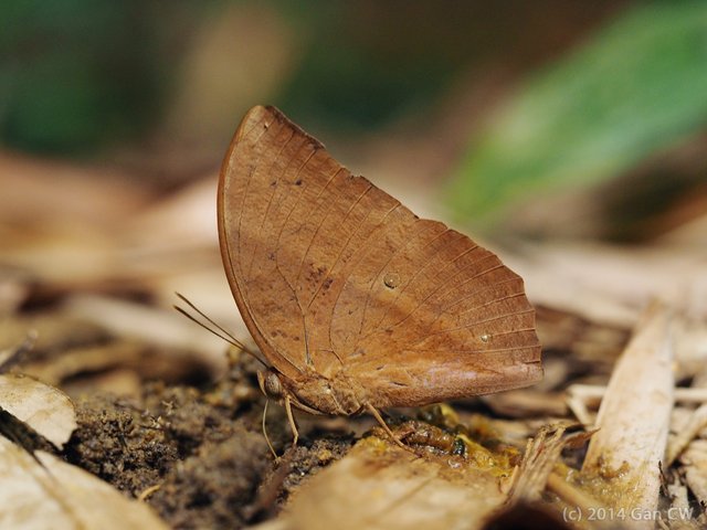 Discophora sondaica despoliata•&copy; Gan Cheong Weei•CC BY-NC 4.0
