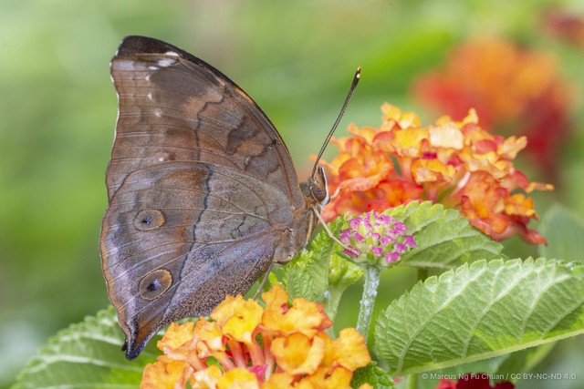 Doleschallia bisaltide bisaltide•&copy; Marcus Ng Fu Chuan•CC BY-NC-ND 4.0
