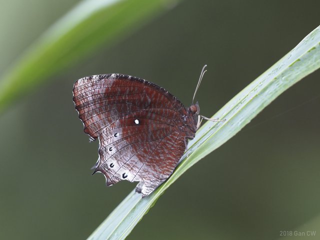 Elymnias panthera panthera•&copy; Gan Cheong Weei•CC BY-NC 4.0