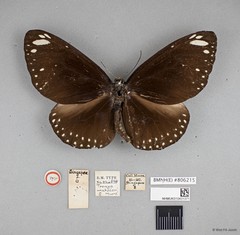 Euploea crameri bremeri•&copy; Wan FA Jusoh•All Rights Reserved