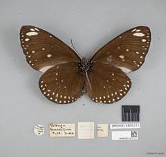 Euploea crameri bremeri•&copy; Wan FA Jusoh•All Rights Reserved