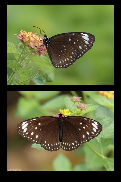 Euploea crameri bremeri•&copy; Gan Cheong Weei•CC BY-NC 4.0
