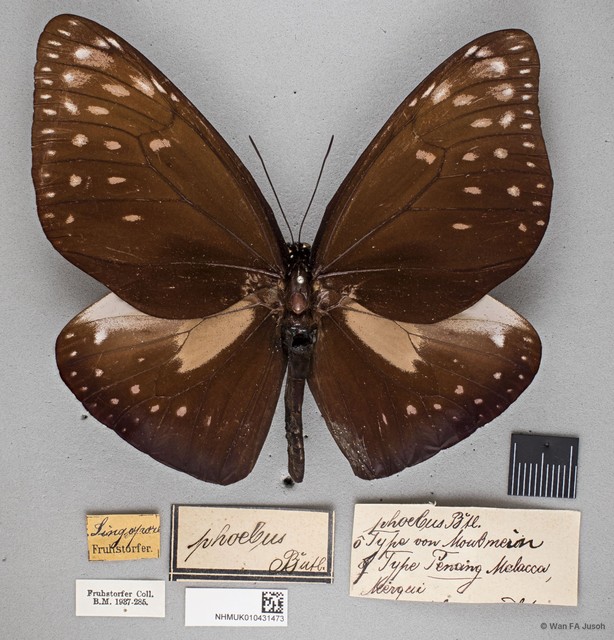 Euploea phaenareta castelnaui•&copy; Wan FA Jusoh•All Rights Reserved